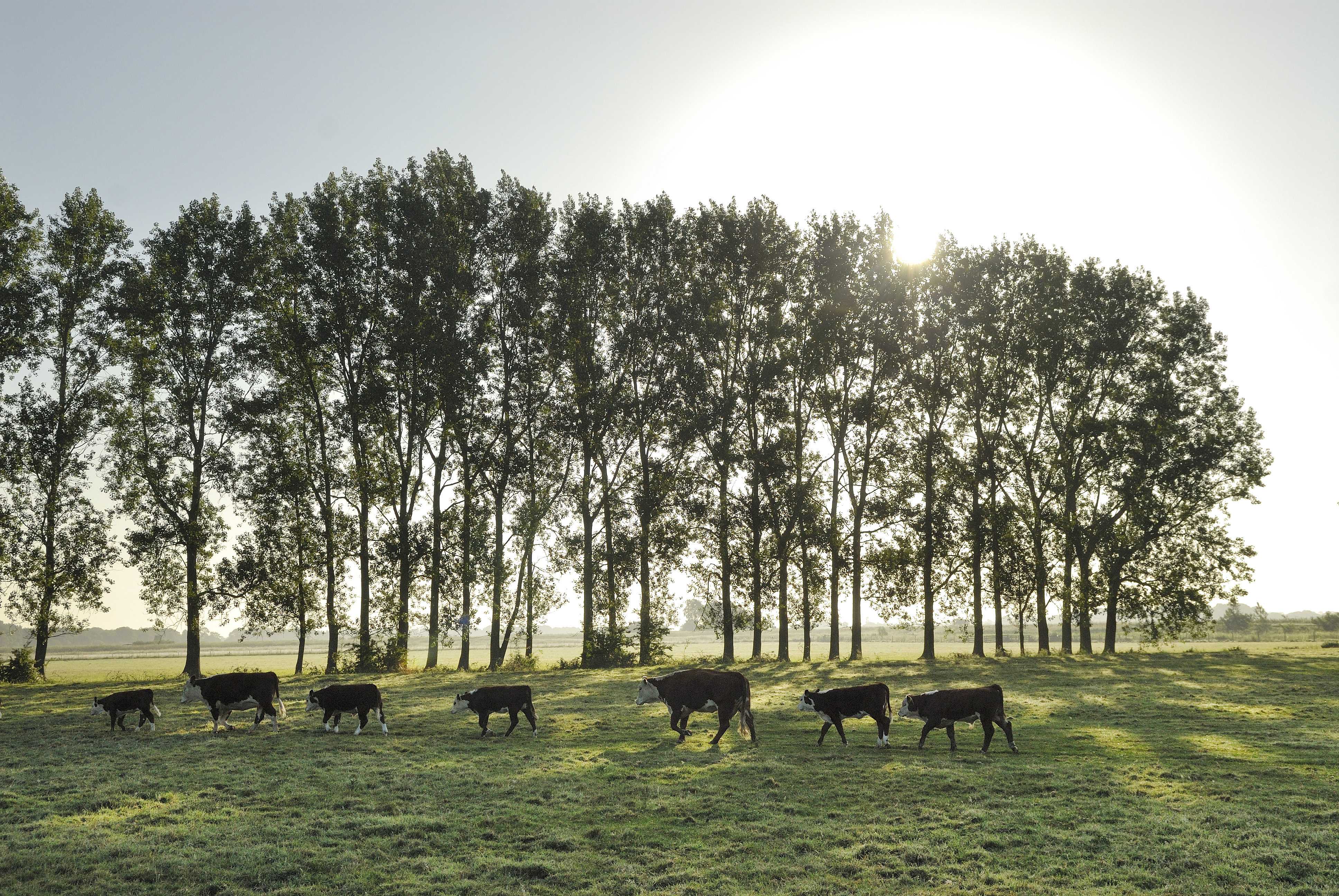 During the warmer months the cattle graze Norfolk pastures, including grassland bordering the Norfolk Broads.